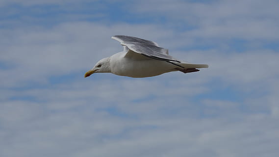 Vogel, Möwe, Freiflug, fliegen, ein Tier, Tiere in freier Wildbahn, Tierwelt, Tierthemen, fliegend, Tier, Wirbeltier, Himmel, die Flügel ausbreiten, Flachwinkelansicht, wolke - himmel, keine Leute, Tag, Tierkörperteil, Bewegung, Natur, in der Luft, weiße Farbe, draußen, Profilansicht, 2K, CC0, gemeinfrei, lizenzfrei