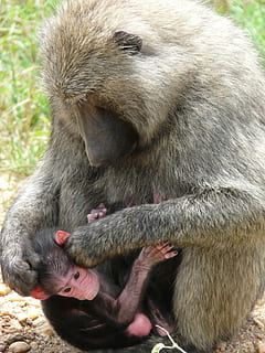 Oliva, babuí, uganda, primat, anubis, Àfrica, salvatge, nadó, mare, fauna animal, animals a la natura, un animal, animal, temes d'animals, mamífer, a l'aire lliure, pèl d’animals, dia, cap gent, vertebrats, naturalesa, primer pla, centrar-se en primer pla, animal jove, família d’animals, 2K, CC0, domini públic, lliure de regalies