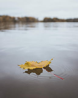 žlutá, Javorový list, uklidnit, vod, mělký, zaostřovací fotografie, list, plovoucí, tělo, voda, jezero, javor, klidný, ještě pořád, podzim, detailní, detail, vlnění, bokeh, útulný, nálada, oplatka, fal, rostlinné části, Příroda, nikdo, změna, den, klid, krása v přírodě, nábřeží, odraz, rostlina, venku, scenics - příroda, plovoucí na vodě, listy, 4K, CC0, veřejná doména, bez autorských práv