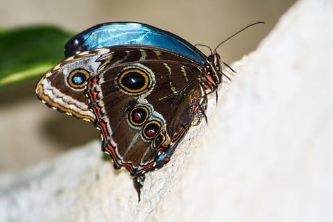butterfly, close, one animal, animal wildlife, close-up, animal body part, animals in the wild, no people, day, invertebrate, focus on foreground, insect, nature, outdoors, eye, animal wing, selective focus, reptile, animal eye, butterfly - insect, mouth open, 4K, CC0, public domain, royalty free