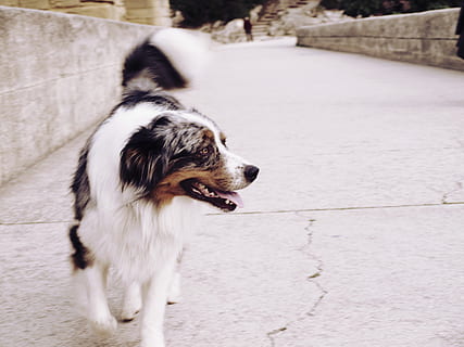 perro, camino, un animal, canino, mamífero, temas de animales, mascotas, nacional, animal, animales domesticos, sendero, vertebrado, día, nadie, mirando, movimiento, mirando a otro lado, al aire libre, centrarse en primer plano, boca, boca abierta, jadeo, 2K, CC0, dominio público, libre de derechos