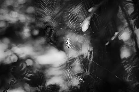 spinnenweb, spin, natuur, macro, insecten, zomer, pauček, zwart en wit, macrofotografie, arachnophobia, detailopname, fabriek, nat, geen mensen, water, focus op de voorgrond, breekbaarheid, laten vallen, selectieve aandacht, kwetsbaarheid, buitenshuis, boom, dag, schoonheid in de natuur, kalmte, versheid, groei, regen, zachtheid, dauw, regendruppel, 5K, CC0, publiek domein, royaltyvrij