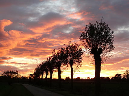 Schattenbildfoto, Bäume, golden, Stunde, Sonnenuntergang, Abend, rot, Weiden, Himmel, wolke - himmel, Pflanze, Baum, Schönheit in der Natur, Silhouette, orange Farbe, Szenen - Natur, Natur, ruhige Szene, Ruhe, Wachstum, keine Leute, Straße, Landschaft, Feld, Dramatischer Himmel, Land, Umgebung, draußen, von Bäumen gesäumt, 5K, CC0, gemeinfrei, lizenzfrei