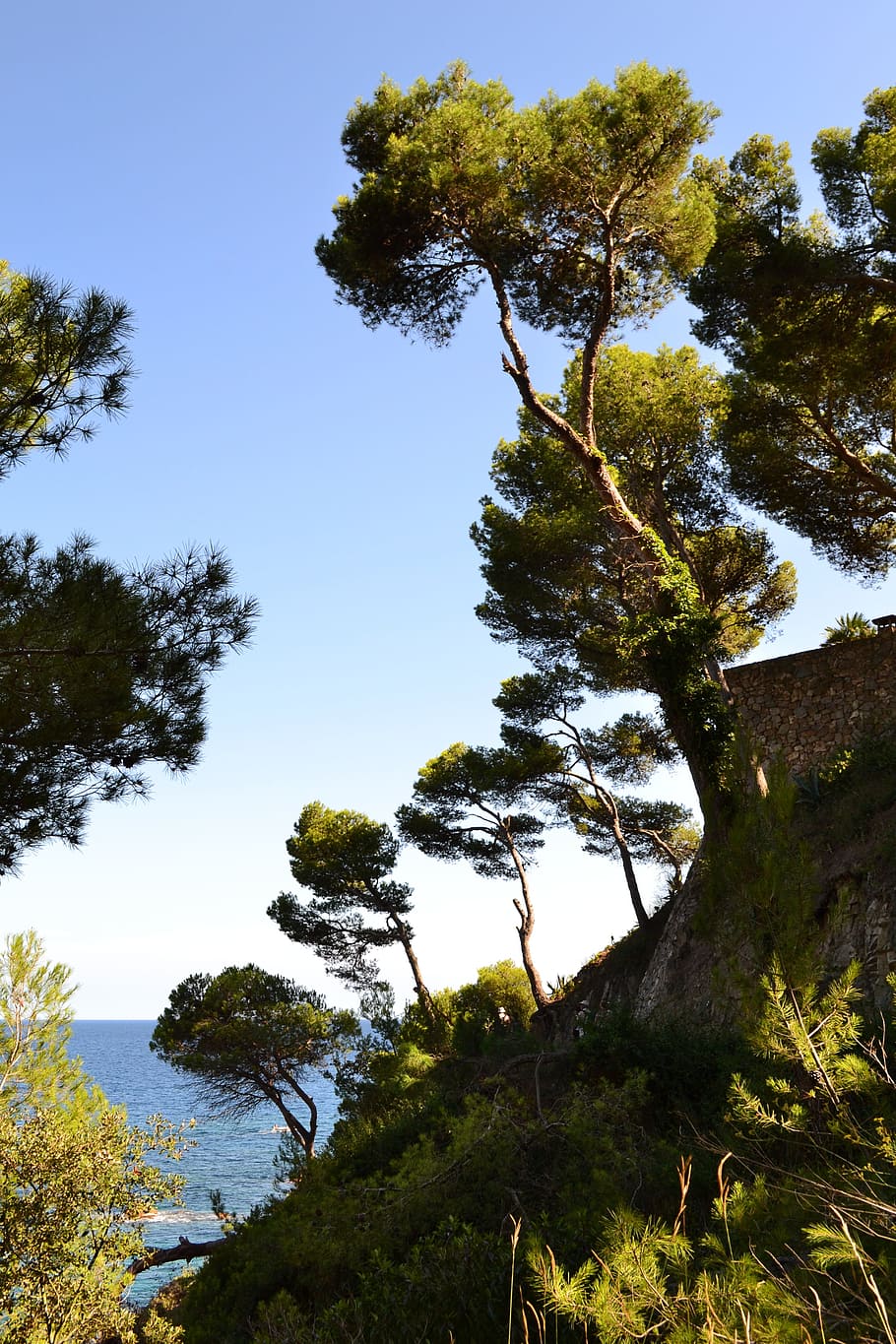 pi marí, pi, mar, costat, mediterrani, espanya, vora del mar, naturalesa, paisatge marítim, paisatge, marítim, costa brava, arbres, planta, arbre, cel, creixement, tranquil·litat, bellesa a la natura, escena tranquil·la, cap gent, cel clar, escenics - natura, vista d’angle baix, dia, color verd, a l'aire lliure, terra, escena no urbana, blau, branca, llum solar, 4K