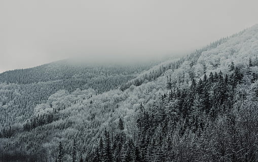fotografia in scala di grigi, foresta, la neve, copertina, alberi, grigio, nuvoloso, cielo, inverno, albero, freddo, nebbioso, nebbia, paesaggio, natura, foschia, amore, ceco, pace, bellezza, sfondo, bellissimo, pianta, bellezza nella natura, scenics - natura, la tranquillità, temperatura fredda, Pino, scena tranquilla, terra, albero di conifere, nessuno, bosco di pini, bosco, ambiente, all'aperto, albero sempreverde, 5K, CC0, dominio pubblico, privo di copyright