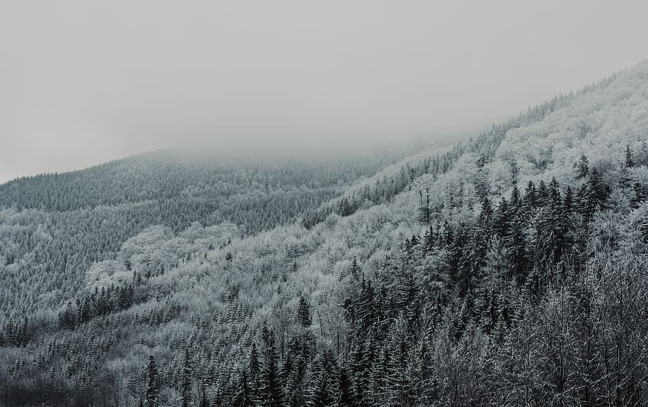 fotografia in scala di grigi, foresta, la neve, copertina, alberi, grigio, nuvoloso, cielo, inverno, albero, freddo, nebbioso, nebbia, paesaggio, natura, foschia, amore, ceco, pace, bellezza, sfondo, bellissimo, pianta, bellezza nella natura, scenics - natura, la tranquillità, temperatura fredda, Pino, scena tranquilla, terra, albero di conifere, nessuno, bosco di pini, bosco, ambiente, all'aperto, albero sempreverde, 5K