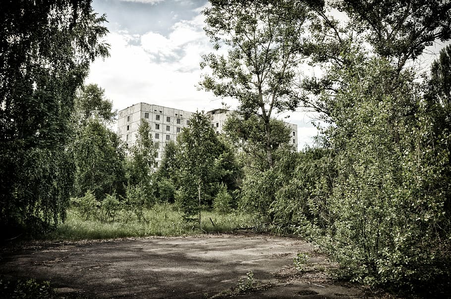 blanc, concret, edifici, arbres, durant el dia, pripyat, chernobyl, arbre, planta, arquitectura, naturalesa, estructura construïda, cel, cap gent, creixement, exterior de l'edifici, dia, núvol - cel, a l'aire lliure, color verd, terra, direcció, bellesa a la natura, carretera, ciutat, transport, 4K