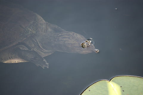 Softshell-Schildkröte, Schildkröte, verletzend, Augen, Reptil, Wasser, Natur, See, Tag, eine Person, ein Tier, Tierwelt, draußen, Tiere in freier Wildbahn, High Angle View, Reflexion, unter wasser, Schwimmen, Wirbeltier, Nahansicht, Marine, 4K, CC0, gemeinfrei, lizenzfrei