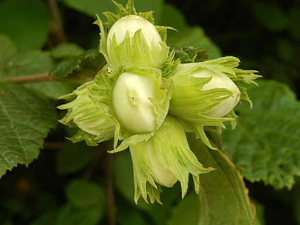 kacang hazel, jatuh, alam, warna hijau, sayur-mayur, daun, pertumbuhan, kesegaran, menanam, merapatkan, bagian tanaman, tidak ada orang, fokus pada latar depan, makanan dan minuman, makanan, keindahan di alam, bunga, hari, tanaman berbunga, makan sehat, di luar rumah, Kebun sayur, kepala bunga, sepal, 4K, CC0, domain publik, bebas royalti