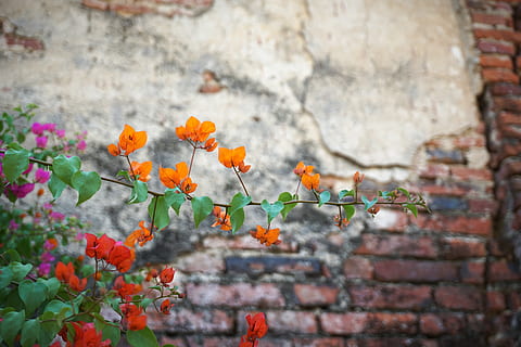 fiore, parete, mattone, struttura, vecchio, antico, foglia, natura, caratteristica della parete, pianta, rosso, all'aperto, pianta fiorita, muro di mattoni, freschezza, crescita, nessuno, architettura, bellezza nella natura, giorno, avvicinamento, messa a fuoco selettiva, vulnerabilità, fragilità, struttura costruita, testa di fiore, muro di pietra, 5K, CC0, dominio pubblico, privo di copyright