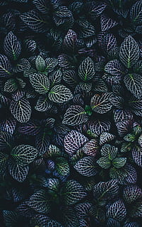 close, photo, purple, green, leafed, plants, close up, nature, plant, pattern, backgrounds, botany, leaf, close-up, freshness, abstract, full frame, high angle view, no people, growth, succulent plant, day, abundance, green color, natural pattern, cactus, directly above, beauty in nature, repetition, outdoors, large group of objects, 4K, CC0, public domain, royalty free