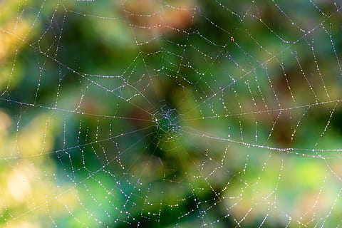 netværk, edderkop, spindelvæv, regn, dryppe, natur, edderkoppespind, tæt på, skrøbelighed, fokus på forgrunden, sårbarhed, dråbe, skønhed i naturen, ingen mennesker, vand, naturligt mønster, kompleksitet, mønster, dag, dyre temaer, våd, fuld ramme, udendørs, web, dug, 5K, CC0, offentligt domæne, royaltyfrie