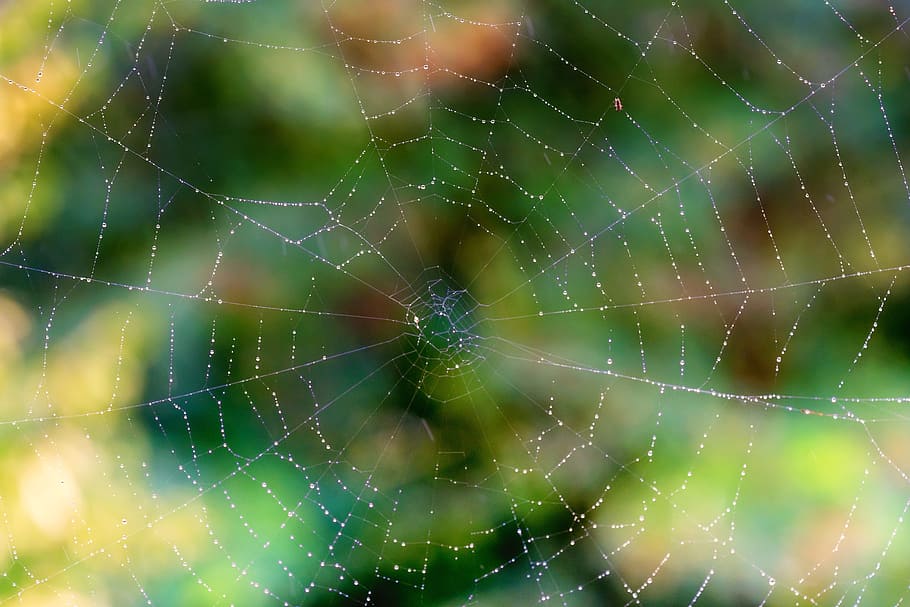 netværk, edderkop, spindelvæv, regn, dryppe, natur, edderkoppespind, tæt på, skrøbelighed, fokus på forgrunden, sårbarhed, dråbe, skønhed i naturen, ingen mennesker, vand, naturligt mønster, kompleksitet, mønster, dag, dyre temaer, våd, fuld ramme, udendørs, web, dug, 5K