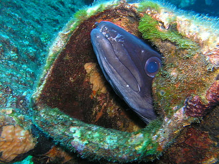 Congreso, buceo, submarino, Anguila, cerrar, cabeza, mar, animal, temas de animales, agua, animales en la naturaleza, fauna animal, vida marina, marina, un animal, pez, nadando, vertebrado, naturaleza, nadie, de cerca, invertebrado, belleza en la naturaleza, 1080P, CC0, dominio público, libre de derechos