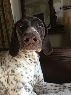 hund, pointer, næse, tysk pointer, kæledyr, dyr, nuttet, indendørs, pattedyr, renraset hund, et dyr, husdyr, indenlandske, dyre temaer, hvirveldyr, hunde, portræt, hjem interiør, ingen mennesker, kigger på kameraet, tæt på, fokus på forgrunden, hus, sidder, lempelse, dyr hoved, 2K, CC0, offentligt domæne, royaltyfrie