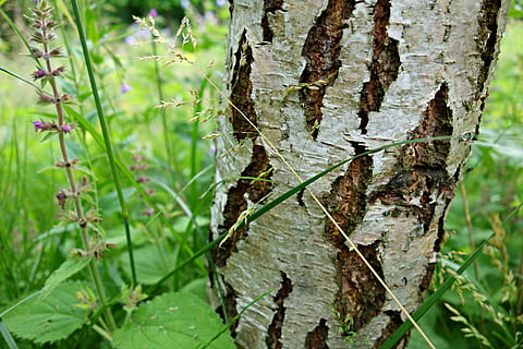 betulla, albero, abbaiare, tronco, argenteo, struttura, picchiettio, legna, luminosa, luce del sole, pianta, tronco d'albero, crescita, natura, avvicinamento, concentrarsi sulle conoscenze acquisite, giorno, terra, nessuno, parte vegetale, foglia, all'aperto, bellezza nella natura, colore verde, foresta, la tranquillità, messa a fuoco selettiva, corteccia vegetale, 4K, CC0, dominio pubblico, privo di copyright