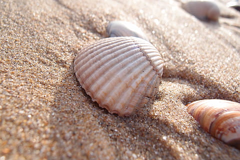 Lukk, fotografering, strandlinjen, sand, shell, Strand, sommer, ferie, sandbakgrunn, dyr, dyreliv, dyre temaer, dyreskall, land, skjell, dyr i naturen, nærbilde, hav, naturlig mønster, natur, ingen folk, sjøliv, dag, marine, skjønnhet i naturen, ett dyr, utendørs, 2K, CC0, offentlig domene, opphavsrett gratis