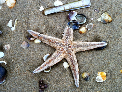 Seestern, Strand, Schale, Beschuss, Sand, Meer, Natur, Sommer-, Tierhülle, Tier, Urlaube, Leben im Meer, Küste, Tierwelt, Tierthemen, Marine, Tiere in freier Wildbahn, High Angle View, Sternform, Land, keine Leute, Rock, gestalten, Muschel, draußen, Kieselstein, unterseeisch, 2K, CC0, gemeinfrei, lizenzfrei