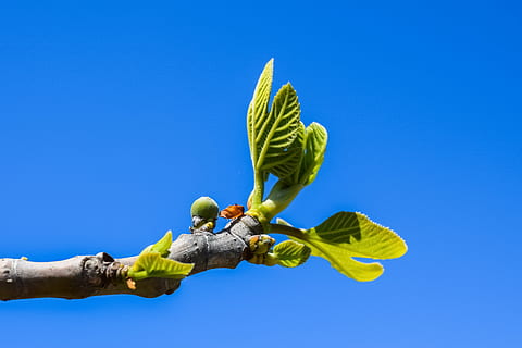 fig tree, branch, leaf, fruit, plant, nature, mediterranean, cyprus, blue, underwater, sea life, one animal, animals in the wild, undersea, no people, animal themes, sea, sky, clear sky, copy space, hand, holding, day, people, human hand, yellow, sunny, outdoors, colored background, low angle view, human body part, tree, 5K, CC0, public domain, royalty free