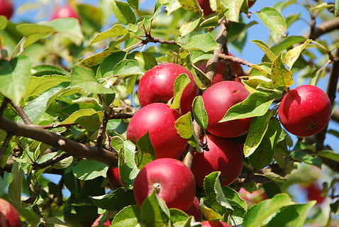 æbletræ, æble, frugthave, mad, mad og drikke, blad, plante del, frugt, sund kost, rød, plante, friskhed, vækst, træ, velvære, natur, grøn farve, tæt på, moden, afdeling, ingen mennesker, dag, skønhed i naturen, 4K, CC0, offentligt domæne, royaltyfrie