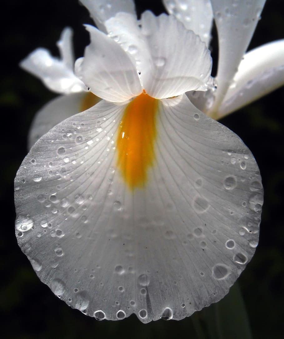 fotografia de primer pla, blanc, taronja, flor de l'iris, iris, pètals, flor, primavera, iris blanc, gotes d'aigua, planta, planta amb flors, tirar, aigua, bellesa a la natura, fragilitat, frescor, vulnerabilitat, primer pla, pètal, humit, creixement, inflorescència, cap de flor, naturalesa, cap gent, Color blanc, pol·len, a l'aire lliure, puresa, gota de pluja, rosada, 2K