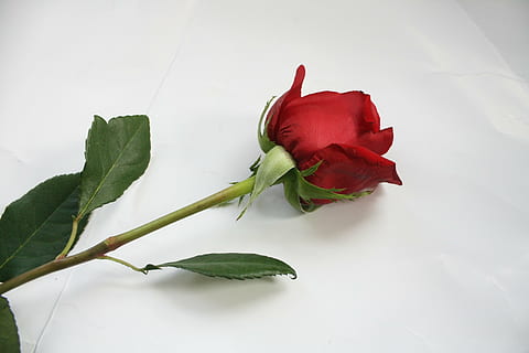 rosa, flor, haste, planta com flores, frescura, plantar, beleza na natureza, vermelho, folha, parte da planta, pétala, Flor rosa, natureza, inflorescência, cabeça de flor, fechar-se, dentro de casa, cor verde, tiro do estúdio, vulnerabilidade, ninguém, sépala, 4K, CC0, domínio público, royalty free
