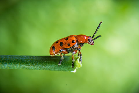 scarabée, coléoptère de viol, insecte, coléoptère rouge, macro, la nature, Fermer, rouge, thèmes animaux, la faune des animaux, invertébré, animal, animaux à l'état sauvage, un animal, couleur verte, personne, plante, partie de la plante, feuille, beauté dans la nature, mise au point sélective, journée, en plein air, se concentrer sur le premier plan, petit, 4K, CC0, domaine public, libre de droits