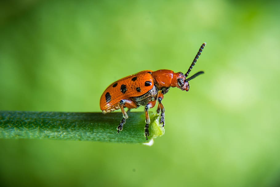 scarabée, coléoptère de viol, insecte, coléoptère rouge, macro, la nature, Fermer, rouge, thèmes animaux, la faune des animaux, invertébré, animal, animaux à l'état sauvage, un animal, couleur verte, personne, plante, partie de la plante, feuille, beauté dans la nature, mise au point sélective, journée, en plein air, se concentrer sur le premier plan, petit, 4K