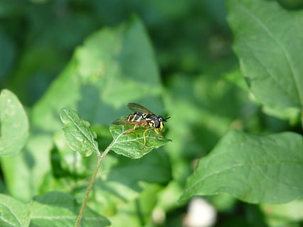 syrphide, hoverfly, yaban arısı, böcek, doğa, makro, yeşil, omurgasız, hayvan temaları, bitki bölümü, Yaprak, hayvan, bir hayvan, vahşi hayvanlar, yeşil renk, hayvan yaban hayatı, bitki, kapatmak, insansız, büyüme, sinek, gün, hayvan kanadı, seçici odak, doğada güzellik, açık havada, küçük, 2K, CC0, kamu malı, telif ücretsiz