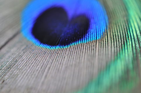 Pfauenfeder, Makro, Struktur, selektiver Fokus, Blau, Nahansicht, keine Leute, Tag, draußen, Feder, einzelnes Objekt, extreme Nahaufnahme, Tierthemen, Vogel, mehrfarbig, Tier, drinnen, Technologie, Pfau, natürliches Muster, Studioaufnahme, Muster, ein Tier, 4K, CC0, gemeinfrei, lizenzfrei