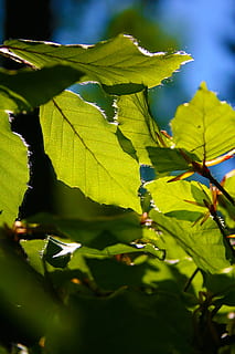liście buku, może, wiosna, część rośliny, liść, roślina, wzrost, zielony kolor, zbliżenie, Natura, żadnych ludzi, piękno natury, selektywne skupienie, odchodzi, dzień, światło słoneczne, na dworze, żyła liściowa, drzewo, spokój, skupić się na pierwszym planie, jesień, niebo, liść klonu, 2K, CC0, domena publiczna, darmowe zdjęcia