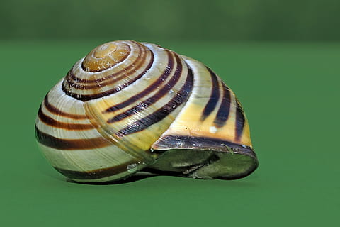 snegl, skal, mollusk, tæt, langsomt, snegl shell, krybdyr, kravle, dyr, slimet, natur, dyreskal, tæt på, Brun, havsnegle, spiralformet, makro, dyreliv, dyre temaer, ingen mennesker, dyr i naturen, hvirvelløse, naturligt mønster, et dyr, farvet baggrund, fokus på forgrunden, enkelt objekt, dag, skønhed i naturen, grøn baggrund, 2K, CC0, offentligt domæne, royaltyfrie