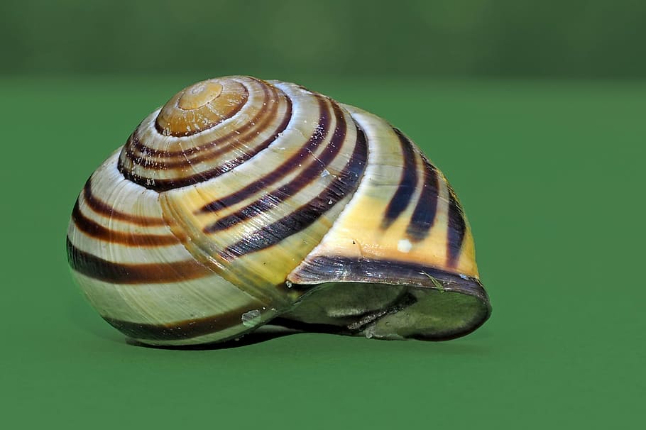 snegl, skal, mollusk, tæt, langsomt, snegl shell, krybdyr, kravle, dyr, slimet, natur, dyreskal, tæt på, Brun, havsnegle, spiralformet, makro, dyreliv, dyre temaer, ingen mennesker, dyr i naturen, hvirvelløse, naturligt mønster, et dyr, farvet baggrund, fokus på forgrunden, enkelt objekt, dag, skønhed i naturen, grøn baggrund, 2K