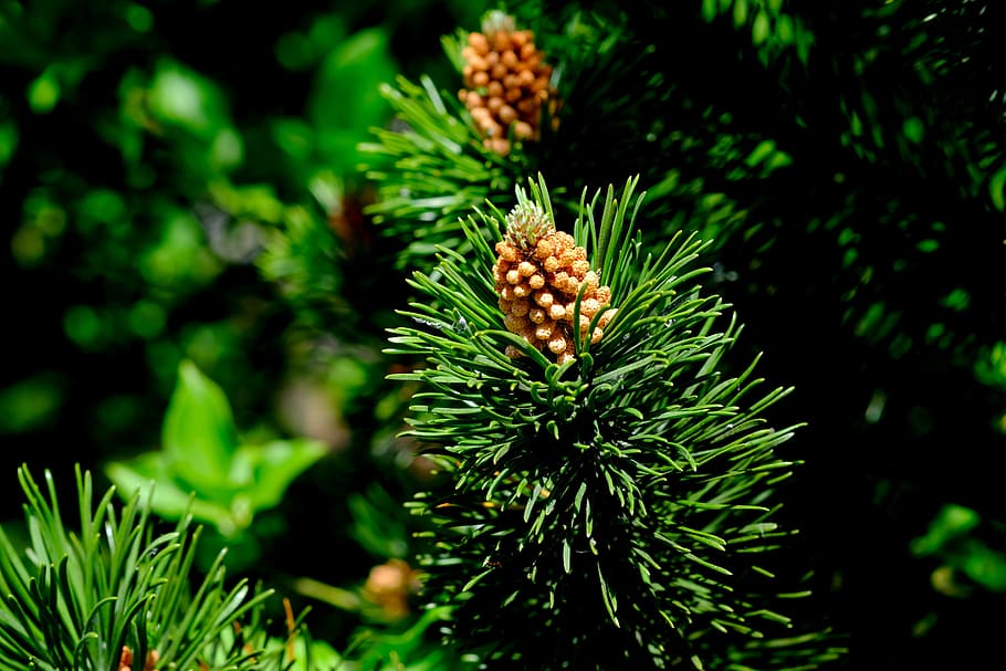 pinyes, picea, conífera, bosc, naturalesa, marró, arbre, verd, agulles, hivernacle de pi, primavera, resina, branca, M'agrada, fusta, planta, tancar, en viu, frisch, jove, creixement, sec, brollar, motor, unitat nova, créixer, viu, saludable, florir, macro, jove va conduir, agulles de pi, foliació, Verd clar, viu nou, frühlingsanfang, brots frescos, brot, despertar, noi dispara, plantules, renovació, fruita, avet, Nadal, arbre de coníferes, arbre de fulla perenne, pi, agulla - part de la planta, color verd, pinya de pi, decoració, cap gent, bellesa a la natura, full, part de la planta, primer pla, dia, enfocament selectiu, centrar-se en primer pla, menjar i beguda, a l'aire lliure, menjar, frescor, tranquil·litat, picant, 5K
