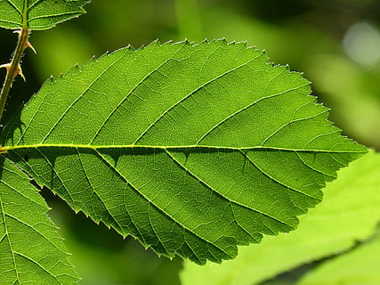 blad, backlight, doorzichtig, braambes, vertakkingen, deel van de plant, groene kleur, fabriek, detailopname, groei, natuur, bladader, schoonheid in de natuur, dag, focus op de voorgrond, geen mensen, natuurlijk patroon, boom, buitenshuis, versheid, selectieve aandacht, volledig kader, zonlicht, gebladerte, bladeren, 4K, CC0, publiek domein, royaltyvrij