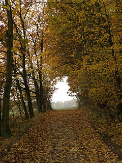 sentiero, alberi, strada forestale, foresta, autunno, albero, foglia, natura, Paesaggi, modificare, pianta, la strada davanti, bellezza nella natura, la tranquillità, direzione, nessuno, scena tranquilla, crescita, giorno, terra, scenics - natura, scena non urbana, parte vegetale, all'aperto, prospettiva decrescente, le foglie, treelined, collezione autunnale, baldacchino di albero, 2K, CC0, dominio pubblico, privo di copyright