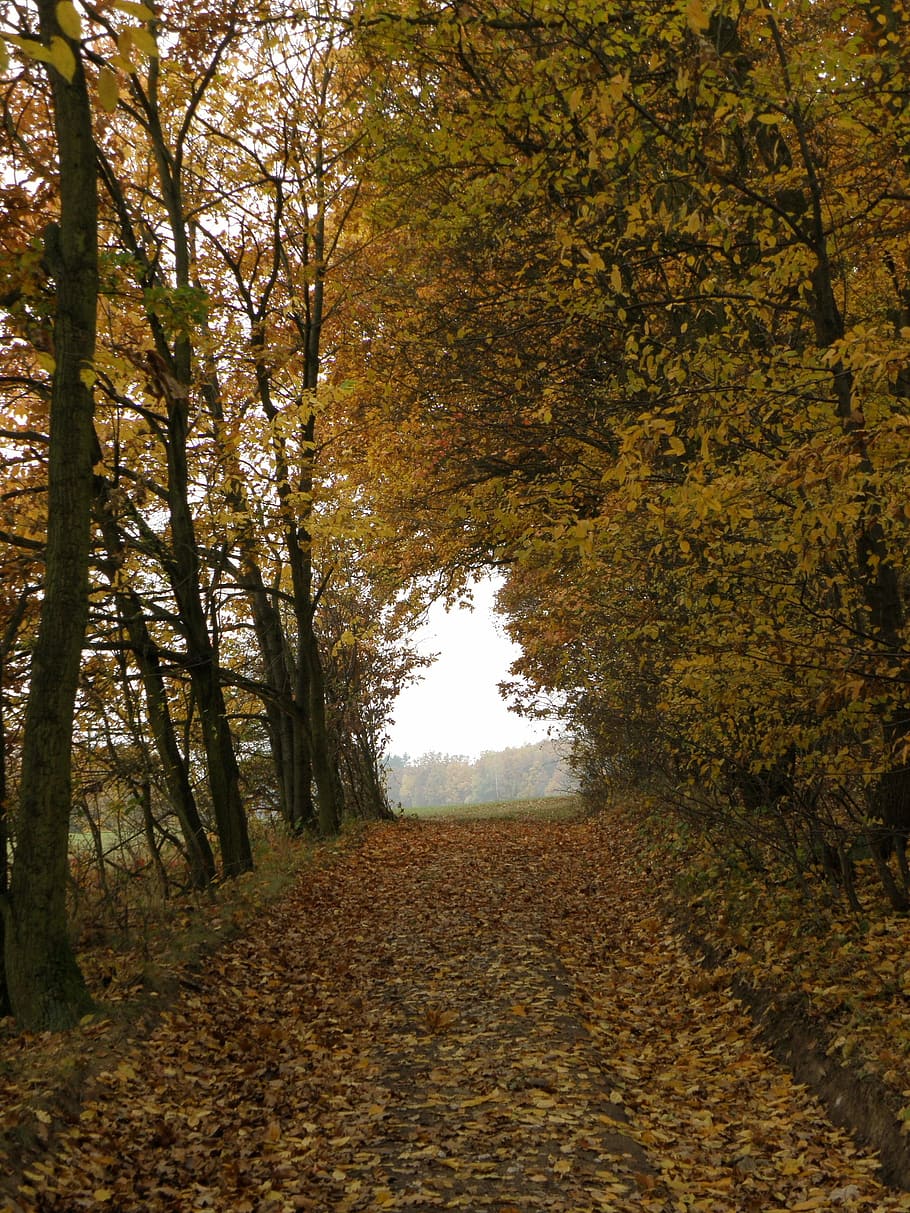 sentiero, alberi, strada forestale, foresta, autunno, albero, foglia, natura, Paesaggi, modificare, pianta, la strada davanti, bellezza nella natura, la tranquillità, direzione, nessuno, scena tranquilla, crescita, giorno, terra, scenics - natura, scena non urbana, parte vegetale, all'aperto, prospettiva decrescente, le foglie, treelined, collezione autunnale, baldacchino di albero, 2K