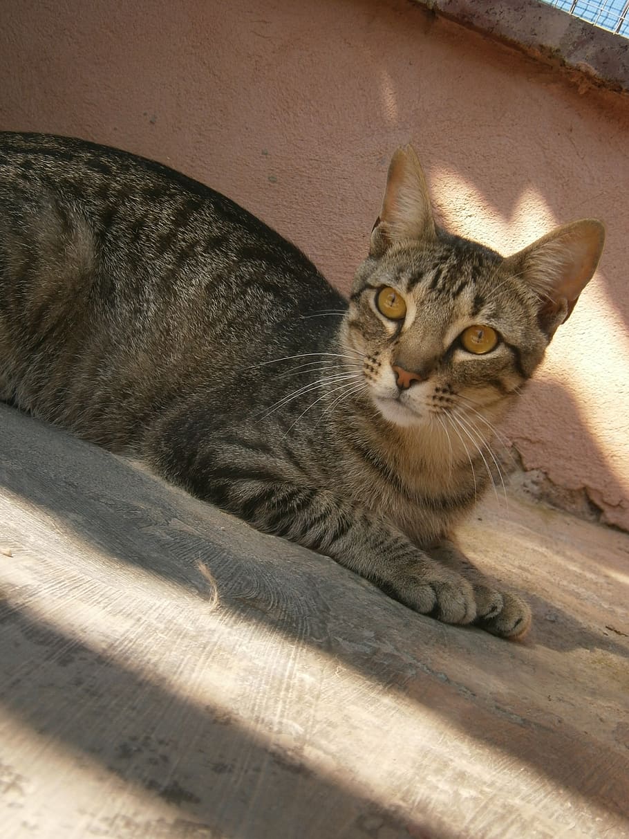 gat, animals, mascota, intern, refugi d'animals, mascotes, nacional, animals domèstics, gat domèstic, mamífer, felí, un animal, vertebrats, relaxació, mirant la càmera, cap gent, retrat, bigotis, a l'interior, descans, estirat, tabby, 2K