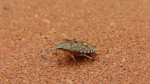 gândac, ghinion, insectă, animal, natură, common stinkwanze, paraziţi, animale sălbatice, un animal, animale în sălbăticie, teren, nici o persoana, zi, nevertebrat, a închide, în aer liber, vedere laterală, lungime totală, animale vertebrate, târâtoare, mediu inconjurator, partea corpului animalului, otrăvitor, 2K, CC0, domeniu public, fără drepturi de autor