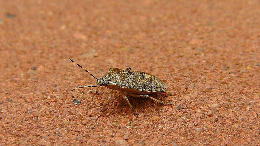 error, pudor d'error, insecte, animal, naturalesa, stinkwanze comú, paràsits, fauna animal, un animal, animals a la natura, terra, cap gent, dia, invertebrat, primer pla, a l'aire lliure, vista lateral, longitud completa, vertebrats, rèptil, medi ambient, part del cos dels animals, verinós, 2K
