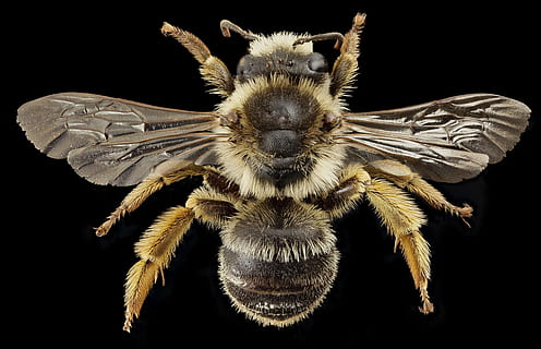 insecte brune, albină, macro, insectă, a închide, gândac, aripi, nectar, polen, agricultură, apicultură, melitta hemorrhoidalis, u, s, studiu geologic, Fundal negru, un animal, animale tematice, animal, studio shot, animale sălbatice, în interior, animale în sălbăticie, nevertebrat, nici o persoana, partea corpului animalului, artropod, portret, zoologie, păianjen, arahnide, vedere din față, natură, picior de animale, cap de animal, 1080P, CC0, domeniu public, fără drepturi de autor