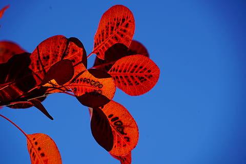 le foglie, fogliame autunnale, rosso, modello, pennello parrucca, cotinus, coggygria, foglia autunnale, foglia, luminosa, herbstimpression, autunno, impressione, colori autunnali, punti, macchiato, cespuglio, cotinus coggygria, boschetto, ornamentale, pianta da giardino, pianta ornamentale, botanica, natura, flora, pianta, arbusto ornamentale, giardino boschetto, pennello parrucca normale, albero di parrucca, fisettholz, Dyer Sumac, Schmack, sommacco veneziano, sumac ungherese, sumac tirolese, verde sommacco, Anacardiaceae, pennello parrucca verde estivo, blu, Inquadratura dal basso, nessuno, cielo, celebrazione, sospeso, all'aperto, giorno, cielo sereno, copia spazio, bellezza nella natura, colore arancione, avvicinamento, luce del sole, la tranquillità, sfondo colorato, 8K, CC0, dominio pubblico, privo di copyright
