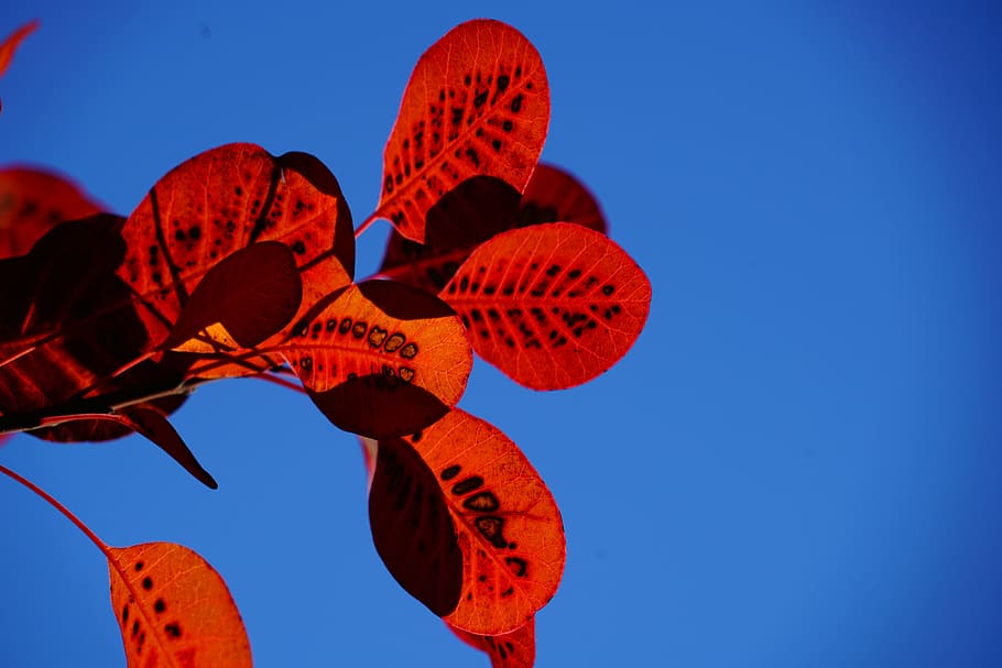 fulles, fullatge de tardor, vermell, patró, raspall de perruca, cotinus, coggygria, fulla de tardor, full, brillant, herbestimpressió, tardor, impressió, colors de la tardor, punts, tacat, arbust, cotinus coggygria, arbreda, ornamentals, planta de jardí, planta ornamental, botànica, naturalesa, flora, planta, arbust ornamental, bosc de jardí, raspall regular perruca, arbre perruca, fisettholz, colorant sumac, schmack, sumac venecià, sumac hongarès, sumac tirolí, verd sumac, anacardiaceae, raspall de perruca verda d'estiu, blau, vista d’angle baix, cap gent, cel, celebració, penjant, a l'aire lliure, dia, cel clar, còpia espai, bellesa a la natura, color taronja, primer pla, llum solar, tranquil·litat, fons de colors, 8K