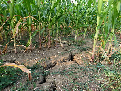 seca, milho, campo, seco, agricultura, milho, campo, verão, ninguém, natureza, ao ar livre, dia, plantar, crescimento, terra, cor verde, parte da planta, tranquilidade, folha, beleza na natureza, panorama, cena rural, meio Ambiente, scenics - natureza, grama, visão de alto ângulo, 4K, CC0, domínio público, royalty free