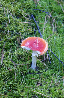 toadstool, bolets, bosc, arbres, verd, medi ambient, naturalesa, fusta, parc, herba, paisatge, fong, vegetals, creixement, planta, menjar, terra, primer pla, frescor, bolet agàric de mosca, camp, cap gent, centrar-se en primer pla, menjar i beguda, dia, color verd, bellesa a la natura, bolets comestibles, a l'aire lliure, 2K, CC0, domini públic, lliure de regalies