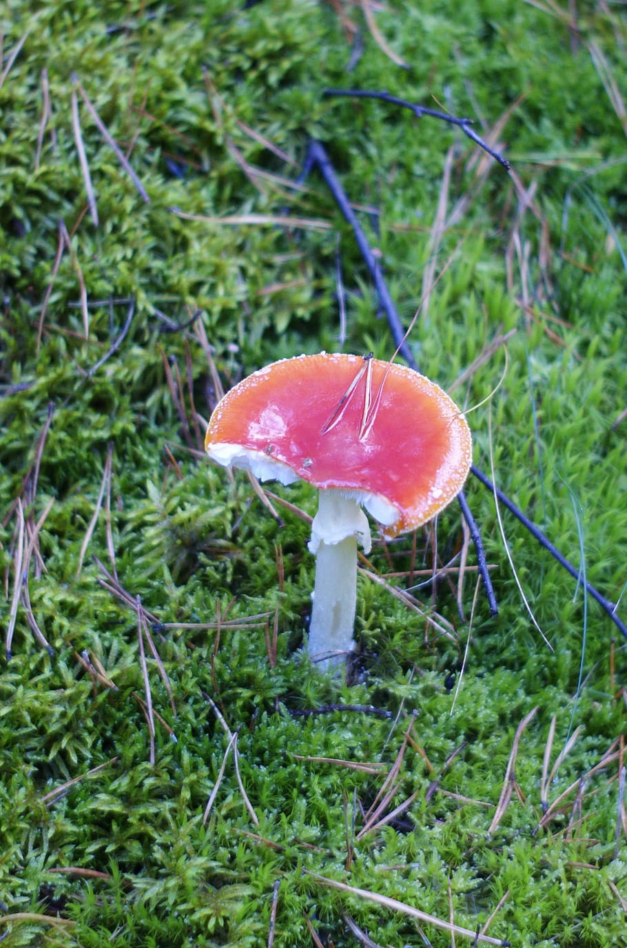 toadstool, bolets, bosc, arbres, verd, medi ambient, naturalesa, fusta, parc, herba, paisatge, fong, vegetals, creixement, planta, menjar, terra, primer pla, frescor, bolet agàric de mosca, camp, cap gent, centrar-se en primer pla, menjar i beguda, dia, color verd, bellesa a la natura, bolets comestibles, a l'aire lliure, 2K