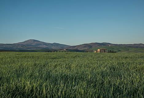 Foto, Reisfelder, Grün, Gras, Feld, Felder, ländlich, Landschaft, Berge, Hügel, Natur, Himmel, Landwirtschaft, klarer Himmel, ländliche Szene, draußen, szenen, Getreidepflanze, Sommer-, Umgebung, Land, Pflanze, Szenen - Natur, Berg, grüne Farbe, Schönheit in der Natur, keine Leute, Ruhe, ruhige Szene, Blau, Nicht-städtische Szene, 4K, CC0, gemeinfrei, lizenzfrei