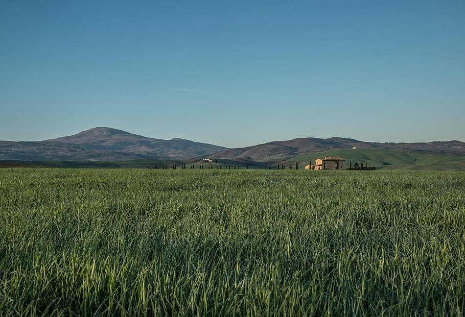 foto, camps d’arròs, verd, herba, camp, camps, rural, muntanyes, turons, naturalesa, paisatge, cel, agricultura, cel clar, escena rural, a l'aire lliure, escenics, planta de cereals, estiu, medi ambient, terra, planta, escenics - natura, muntanya, color verd, bellesa a la natura, cap gent, tranquil·litat, escena tranquil·la, blau, escena no urbana, 4K