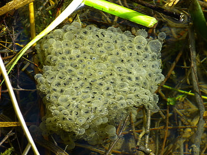 frogspawn, ou, aigua, granota, spawn, aigua, granota, tirar, criatura, naturalesa, primer pla, planta, vegetals, menjar i beguda, cap gent, a l'aire lliure, dia, creixement, color verd, bellesa a la natura, full, part de la planta, terra, animals a la natura, vista d’angle alt, menjar, grup d’animals, invertebrat, fauna animal, camp, fragilitat, 4K, CC0, domini públic, lliure de regalies