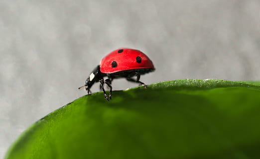 Macro fotografie ladybug, verde, frunze, buburuză, insectă, gândac, natură, a zbura, animal, drăguţ, icoană, mic, culoare, macro, grădină, un animal, animale în sălbăticie, animale tematice, roșu, Culoarea verde, animale sălbatice, nici o persoana, nevertebrat, selectiv, parte a plantelor, a închide, pestriţ, zi, în aer liber, pădure tropicală, 2K, CC0, domeniu public, fără drepturi de autor